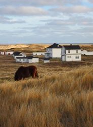 Horse beside Sable Station